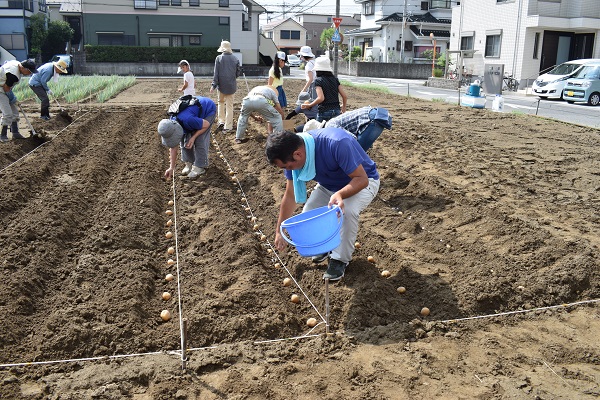 植え付け